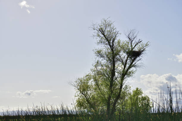 San Luis National Wildlife Refuge is not just for wildlife. The beautiful grassland and wetland mixed with cloudy sky makes some amazing landscapes.