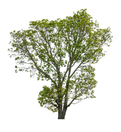 Isolated plane tree on a white background