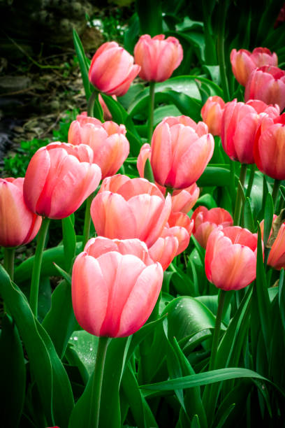 Free Stock Photo of Field of Pink Tulips With Green Leaves | Download ...