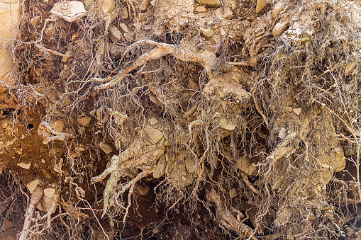Fallen Tree exposing roots, dirt and stones