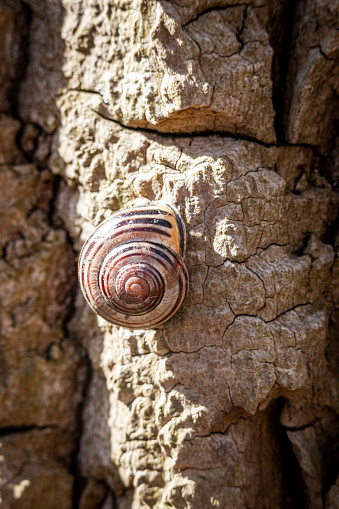 Snail Attached to Rough Tree Bark
