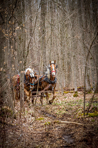 Two Belgian Horses working to pull downed trees in the forest.