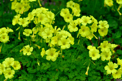 Oxalis pes-caprae, also known as Bermuda buttercup, African wood-sorrel, Bermuda sorrel, Buttercup oxalis, Cape sorrel, English weed, Sourgrass and Soursop, is a species of flowering plant in the wood sorrel family Oxalidaceae. When the sun is shining, the flowers are open and, without the sunlight, the flowers are closed. (Please, see the last photo #9144.)  \nThe plant has become a pest plant in many parts of the world that is difficlt to eradicate, because of how it propagates through underground bulbs.