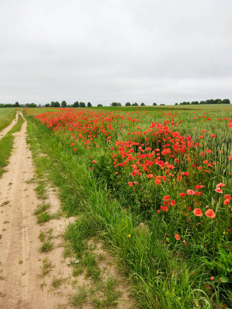 istock Red poppy flowers near rural dirt road between fields. 1396016544