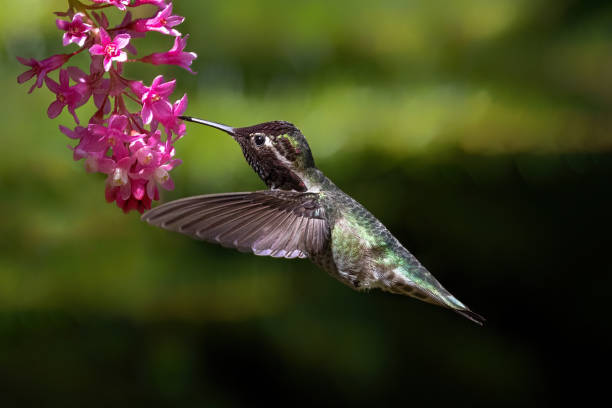 istock annas hummingbird and flower 1396018123