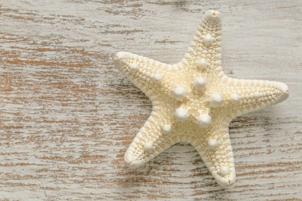 istock starfish on white shabby chic board background.Summer nautical decor.Background in a marine style 1396018849