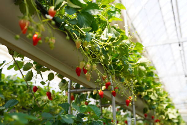 istock Strawberries grown in a greenhouse 1396020621