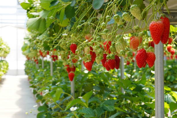 istock Strawberries grown in a greenhouse 1396020738