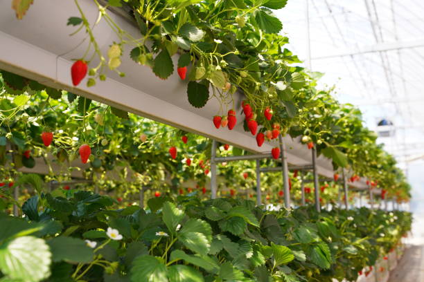 istock Strawberries grown in a greenhouse 1396020769