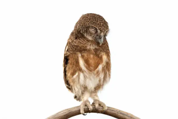 Photo of Little owl sleeping and caught on a branch tree on isolated white background. The lucky owl for the new year. Burrowing owl. The large yellow owl eyes. Animal, Wildlife, Birds, Poultry.