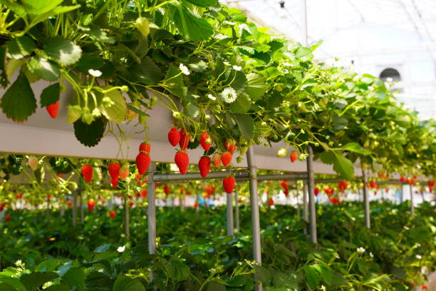 istock Strawberries grown in a greenhouse 1396020788