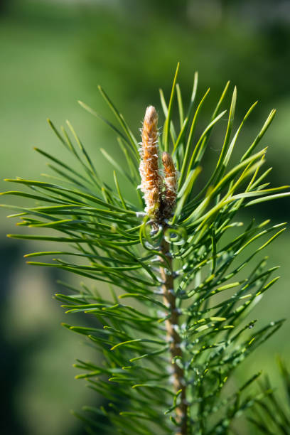 green pine branches, selective focus. evergreen spruce tree, close up. - growth new evergreen tree pine tree imagens e fotografias de stock