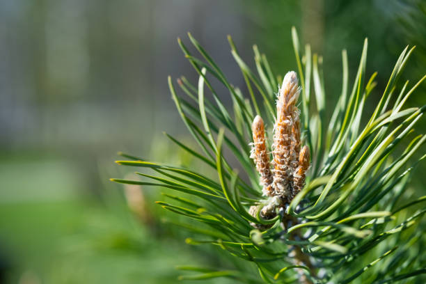 grüne kiefernzweige, selektiver fokus. immergrüne fichte, nahaufnahme. - growth new evergreen tree pine tree stock-fotos und bilder