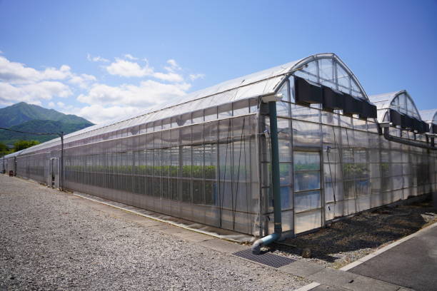 日本の田舎のイチゴ温室の外観 - greenhouse ストックフォトと画像