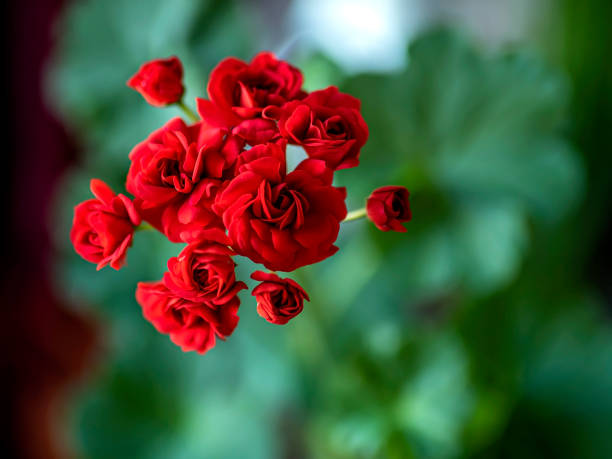 istock terry red geranium flowers on a blurry background 1396020980