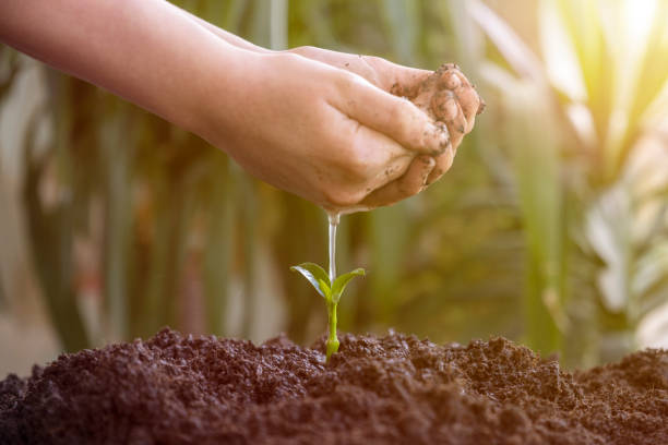 regando pequena planta no jardim - restoring beginnings restart recovery - fotografias e filmes do acervo