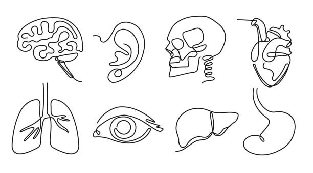 jedna linia narządów ludzkich. minimalna czaszka, mózg i serce. wzrok oko, ucho narządu słuchu i płuca. wątroba i żołądek ręcznie rysowany wektorowy zestaw ilustracji - sketch skull people anatomy stock illustrations