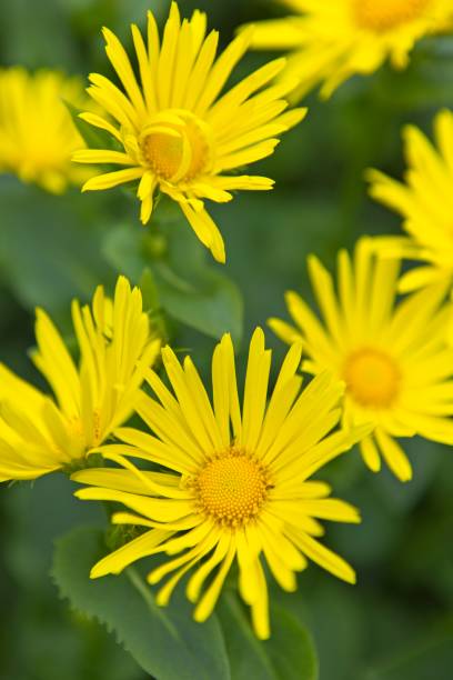 istock Close up of yellow leopard's bane. 1396023595