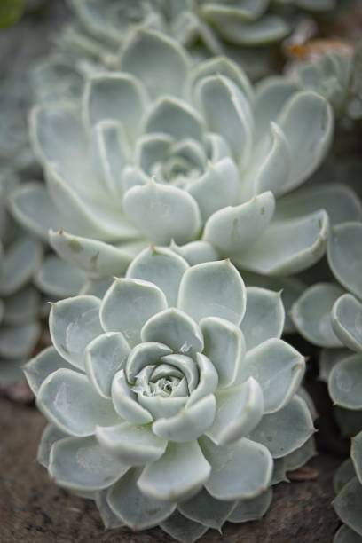istock Cluster of mexican snowball plants. 1396023618