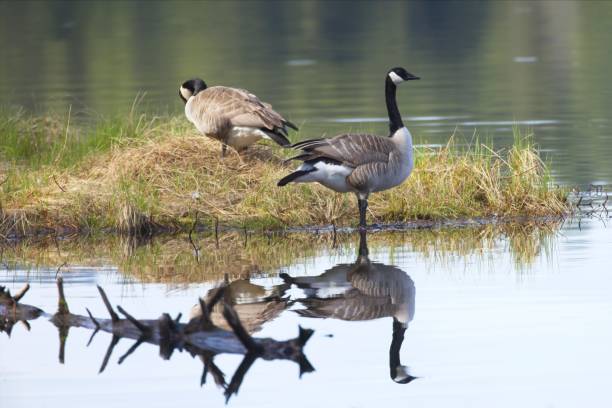 istock Canadian goose casts reflection in still water. 1396023633
