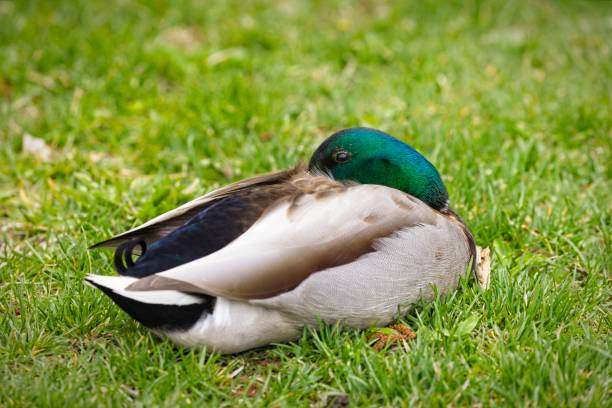 A male Mallard duck rests with its bill nestled in its wings at Manito Park in Spokane, Washington.