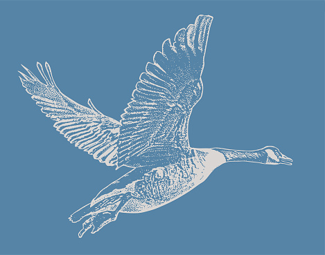 Scratchboard illustration of a Canada Goose flying