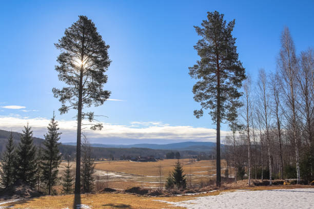 istock Sunny morning in Swedish countryside in springtime 1396028891