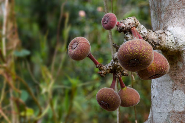 istock Ficus auriculata (Roxburgh fig) is a type of fig tree. 1396030912