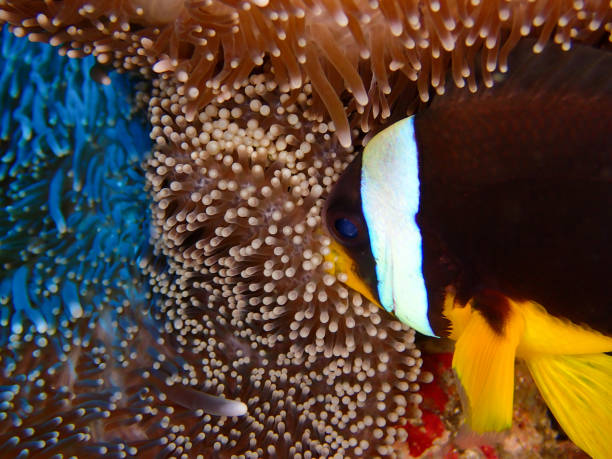 istock Close up with a clown fish in Reunion island 1396032349