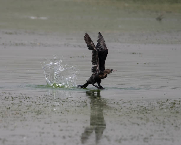 istock Little Cormorant taking a flight from water 1396033579
