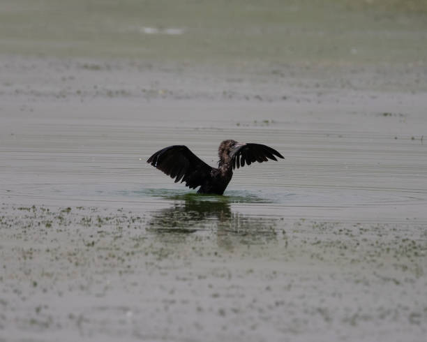 istock Little Cormorant taking a flight from water 1396033582