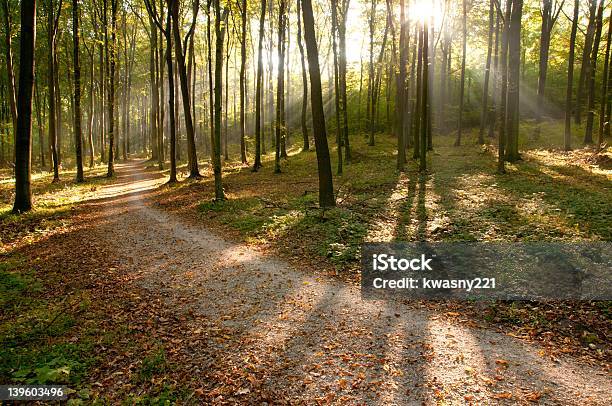 Amanecer En El Bosque Foto de stock y más banco de imágenes de Aire libre - Aire libre, Amanecer, Arbusto