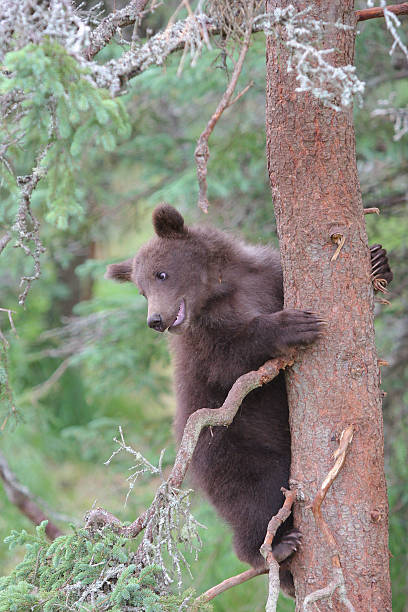 istock Grizzly brown bear cub in tree, Katmai National Park, Alaska 139603504