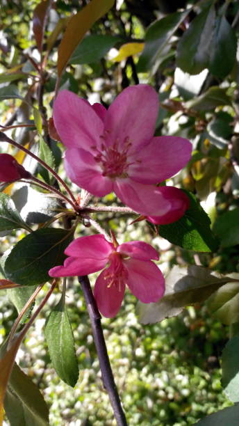 istock Ornamental apple tree spring blossoming on green leaves background 1396036822