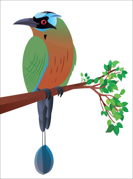 illustrations, cliparts, dessins animés et icônes de turquoise motmot à sourcils noirs - ortalide motmot