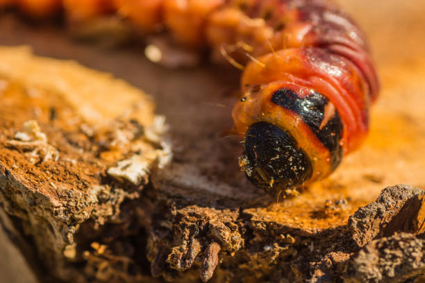 istock large goat moth caterpillar on a willow tree trunk in the sun detail 1396037544