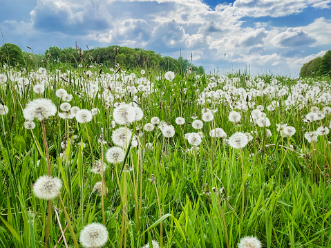 Agricultural field  with many dandelion seed heads in springtime.