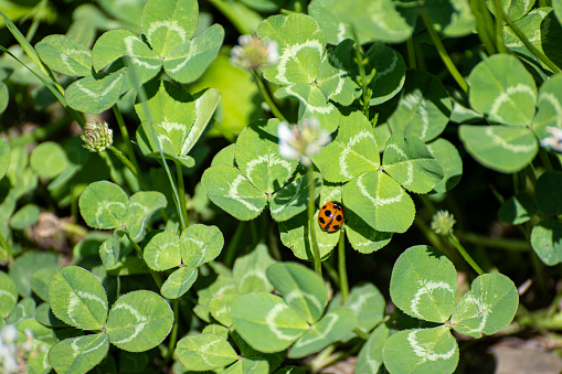 A ladybug flew while looking for a four-leaf clover.