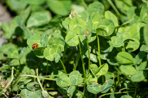 A ladybug flew while looking for a four-leaf clover.