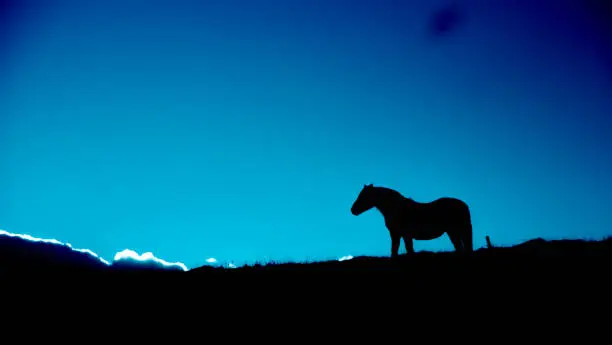 Wild horse in Chinese shadow in a natural setting in a large meadow in in Auvergne, France