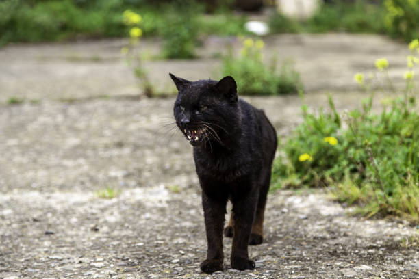 istock Street abandoned cats 1396040713