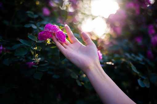 Women hand touching little flowers