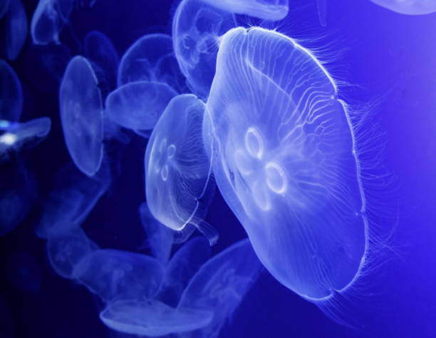 istock Transparent jellyfish in the sea 1396041756