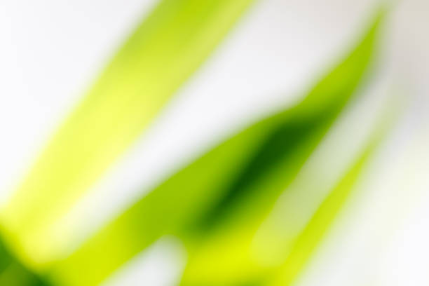 Blurred abstract of green leaf for natural and ecology background concept