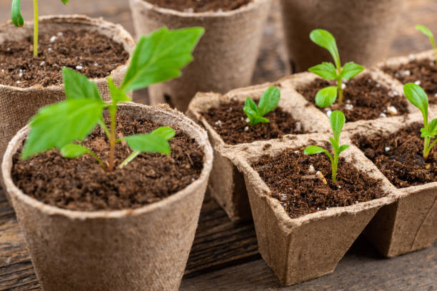 istock Potted flower seedlings growing in biodegradable peat moss pots on wooden background. Zero waste, recycling, plastic free gardening concept background. 1396043027