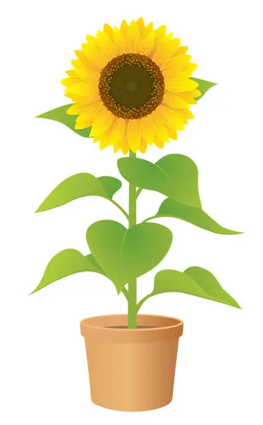 Vector illustration of The potted sunflower, isolated on the white background