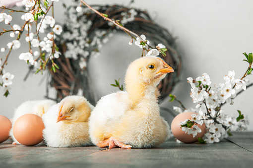 Happy Easter greeting card. Chickens, eggs, spring wreath blossoming trees