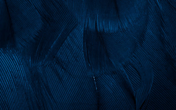 istock blue hawk feathers with visible detail. background or texture 1396045163