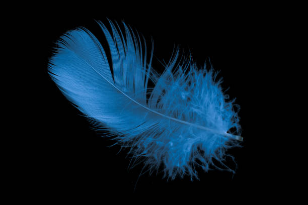 istock blue feather of a goose on a black background 1396045180