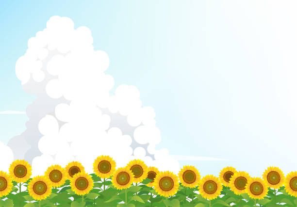 ilustrações de stock, clip art, desenhos animados e ícones de the sunflower field under the blue sky - cumulonimbus